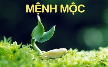 Gợi ý quà tặng người mệnh Mộc 